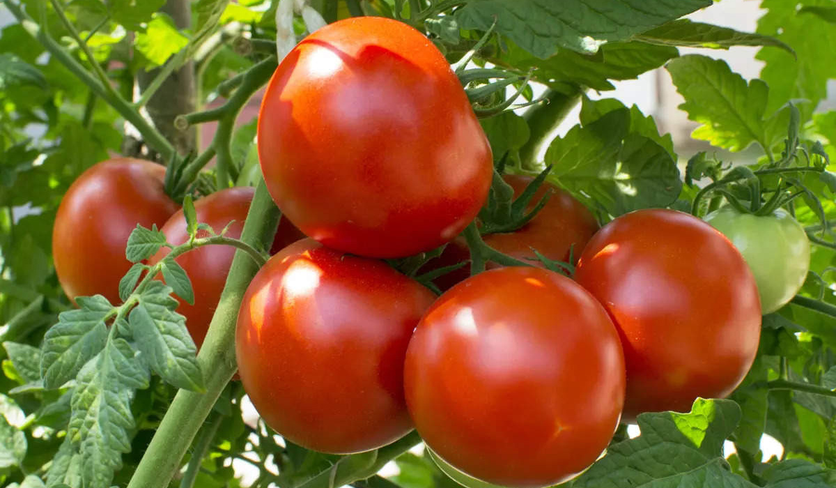 A 445% Price Jump Makes Tomatoes More Pricey Than Gasoline in India